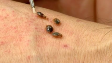 Can Bedbugs Develop Resistance to Pesticides?