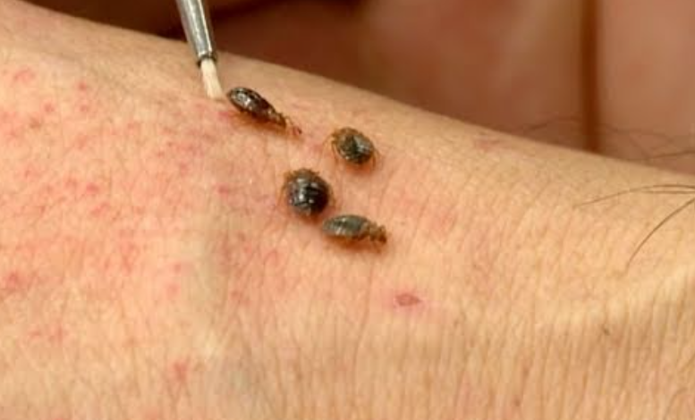 Can Bedbugs Develop Resistance to Pesticides?